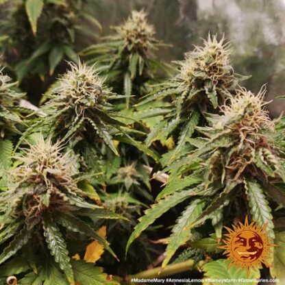 Semi Amnesia Lemon™ Barney's Farm - immagine 3