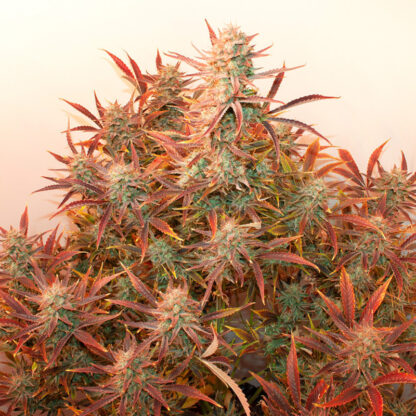 Auto Banana Blaze® Dutch Passion, 3 semi - immagine 7
