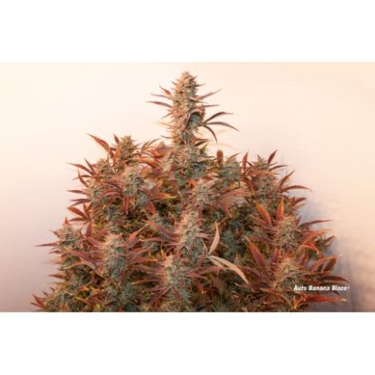 Auto Banana Blaze® Dutch Passion, 3 semi - immagine 5