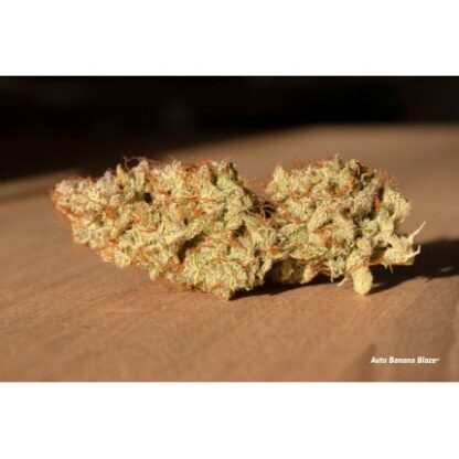 Auto Banana Blaze® Dutch Passion, 3 semi - immagine 2