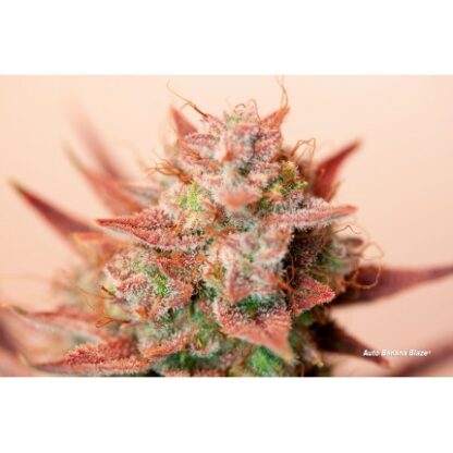 Auto Banana Blaze® Dutch Passion, 3 semi - immagine 3