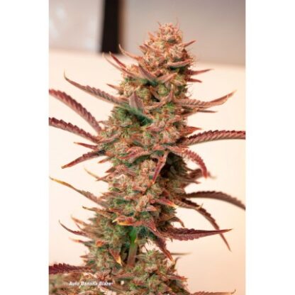 Auto Banana Blaze® Dutch Passion, 3 semi - immagine 4