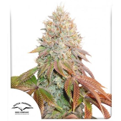 Auto Banana Blaze® Dutch Passion, 3 semi