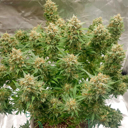 Auto Banana Blaze® Dutch Passion, 3 semi - immagine 8
