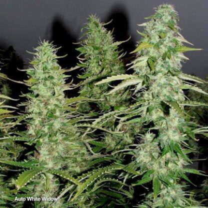 Auto White Widow® Dutch Passion, 3 semi - immagine 2