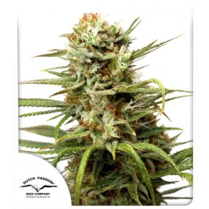 Auto White Widow® Dutch Passion, 3 semi