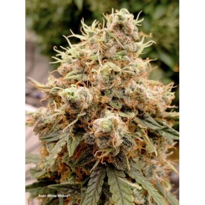 Auto White Widow® Dutch Passion, 3 semi - immagine 4