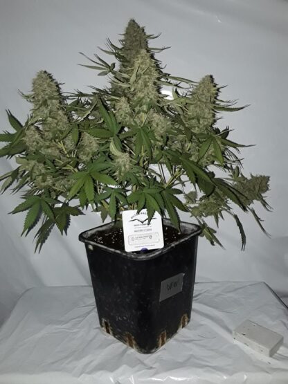Auto White Widow® Dutch Passion, 3 semi - immagine 3