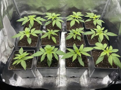 Amnesia #7