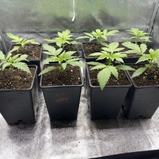 Critical Jack Autoflowering