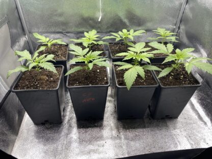 Critical Jack Autoflowering