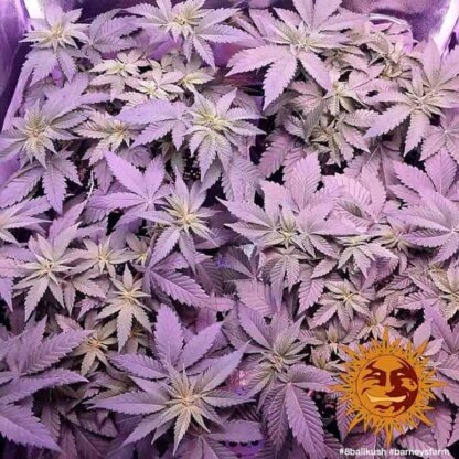 8 BALL KUSH™ Barney's Farm, 5 semi - immagine 2