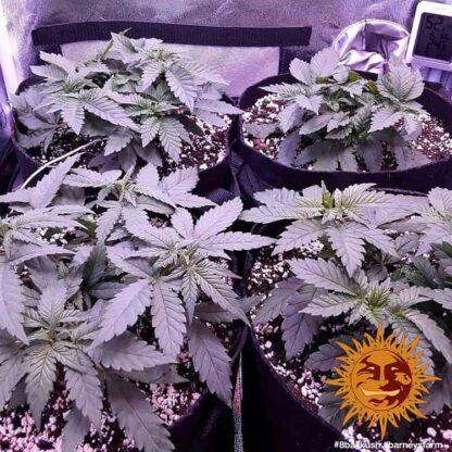 8 BALL KUSH™ Barney's Farm, 5 semi - immagine 4