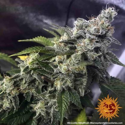8 BALL KUSH™ Barney's Farm, 5 semi - immagine 7