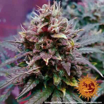 8 BALL KUSH™ Barney's Farm, 5 semi - immagine 3