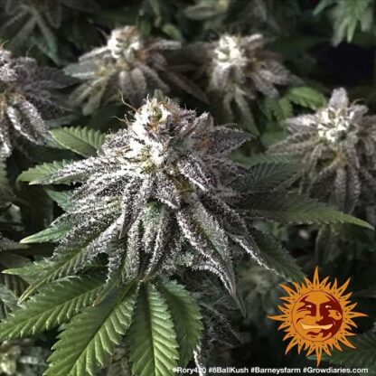 8 BALL KUSH™ Barney's Farm, 5 semi - immagine 5