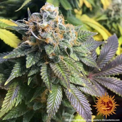 8 BALL KUSH™ Barney's Farm, 5 semi - immagine 6