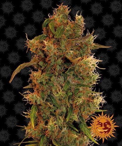 8 BALL KUSH™ Barney's Farm, 5 semi