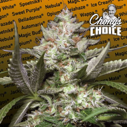 Auto Kong 4 by Paradise Seeds + 1 seme OMAGGIO