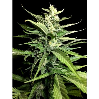 Auto Kong 4 by Paradise Seeds + 1 seme OMAGGIO - immagine 2