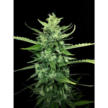 Auto Kong 4 by Paradise Seeds + 1 seme OMAGGIO - immagine 3