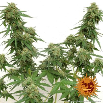 semi Tangerine Dream Auto™ Barney's Farm - immagine 3