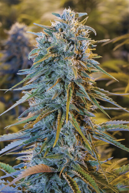 semi Blue Dream di Humboldt Seeds Organization