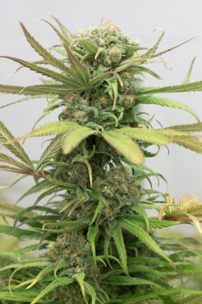 semi Blue Dream di Humboldt Seeds Organization - immagine 2