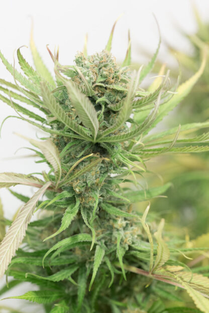 semi Blue Dream di Humboldt Seeds Organization - immagine 3