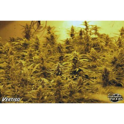 semi Vertigo by Paradise Seeds - immagine 2