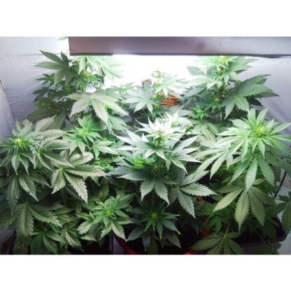 semi Vertigo by Paradise Seeds - immagine 3