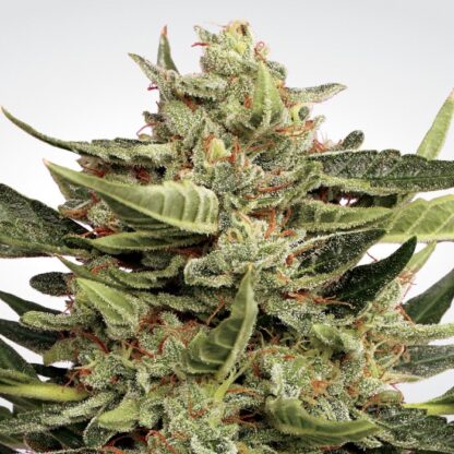 semi Vertigo by Paradise Seeds