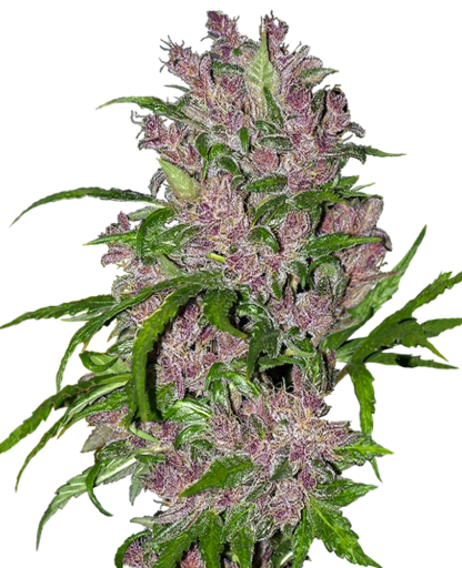 Purple Bud Auto, White label, 3 semi