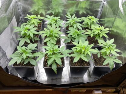 Critical 3.0 auto