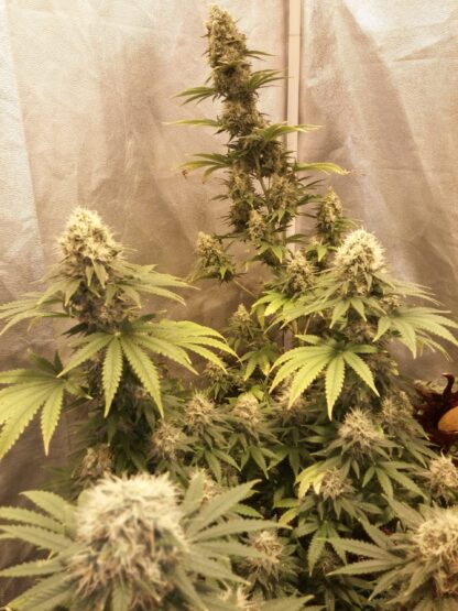 Semi di Critical Kush Strain, Barney's Farm - immagine 9