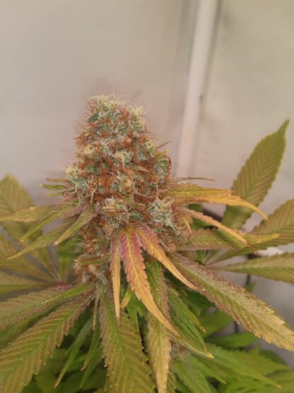 Semi di Critical Kush Strain, Barney's Farm - immagine 6