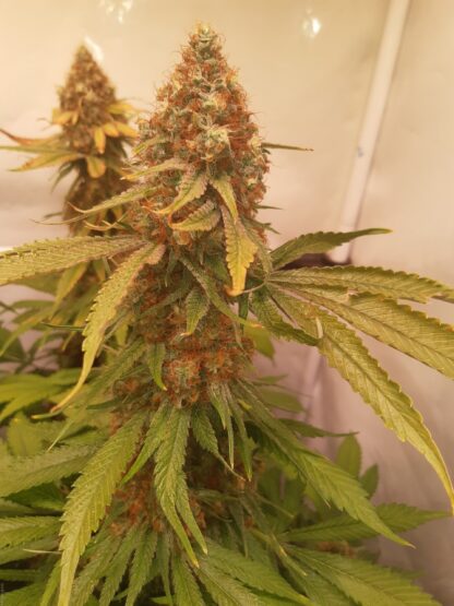 Semi di Critical Kush Strain, Barney's Farm - immagine 7