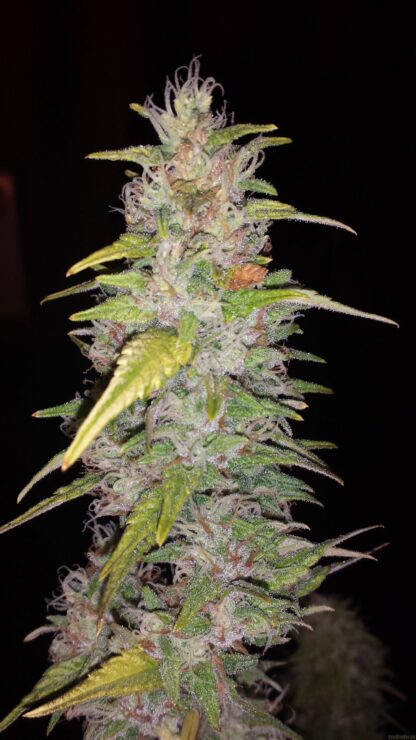 Semi di Critical Kush Strain, Barney's Farm - immagine 8
