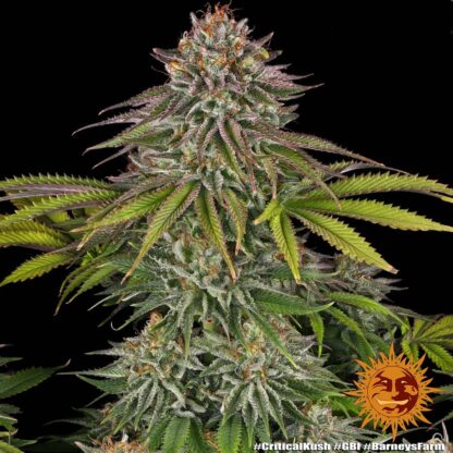 Semi di Critical Kush Strain, Barney's Farm - immagine 16