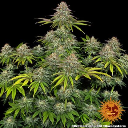 Semi di Critical Kush Strain, Barney's Farm - immagine 14
