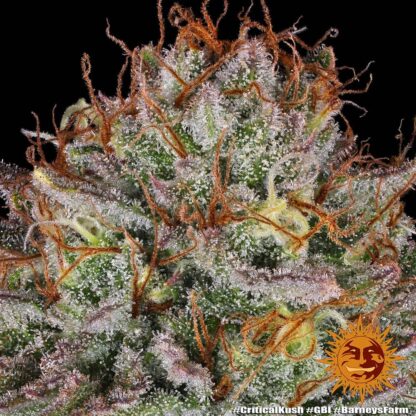 Semi di Critical Kush Strain, Barney's Farm - immagine 10