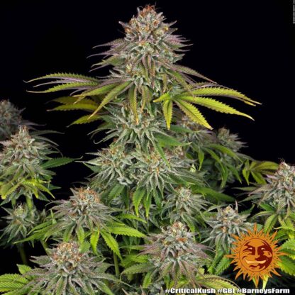 Semi di Critical Kush Strain, Barney's Farm - immagine 12