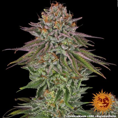 Semi di Critical Kush Strain, Barney's Farm - immagine 13