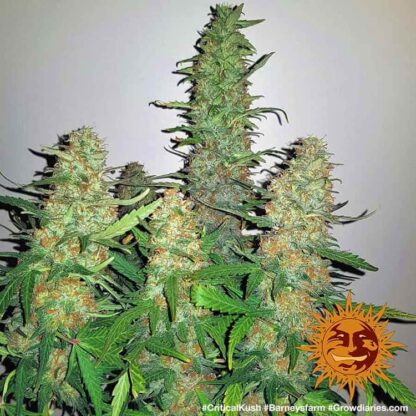 Semi di Critical Kush Strain, Barney's Farm - immagine 2