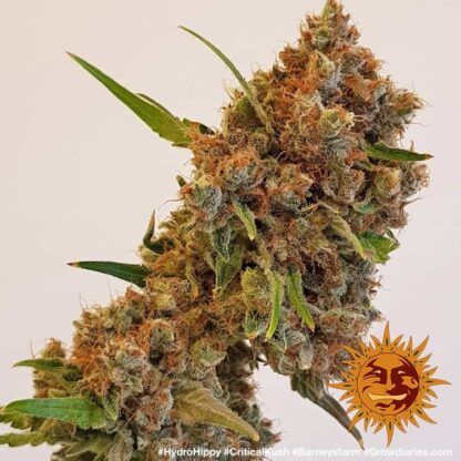 Semi di Critical Kush Strain, Barney's Farm - immagine 5