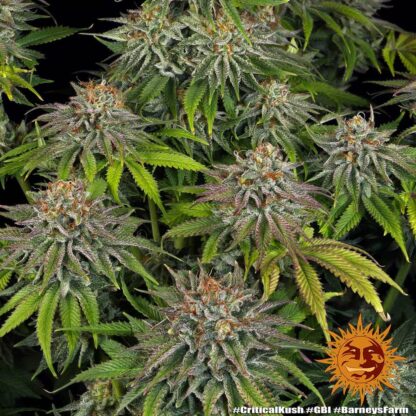 Semi di Critical Kush Strain, Barney's Farm - immagine 11