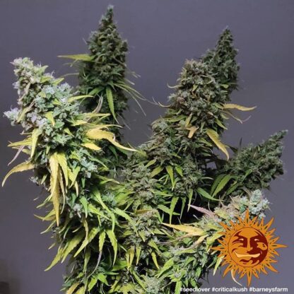 Semi di Critical Kush Strain, Barney's Farm - immagine 3