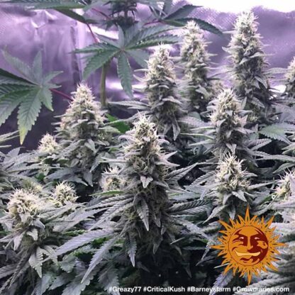 Semi di Critical Kush Strain, Barney's Farm - immagine 4