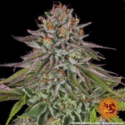 Semi di Critical Kush Strain, Barney's Farm - immagine 15
