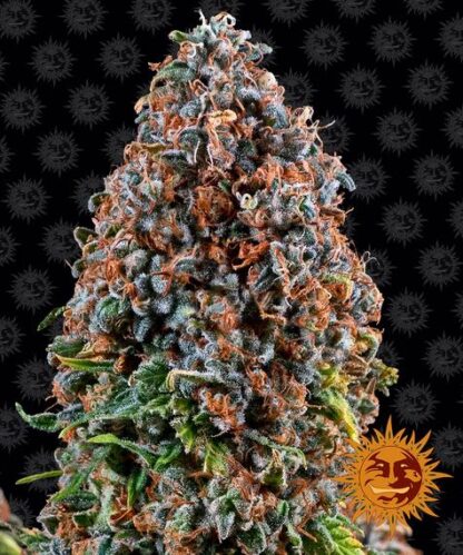 Semi di Critical Kush Strain, Barney's Farm